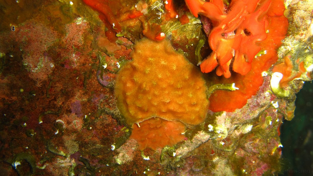 105 Schizomavelle bosselée (Schizomavella mamillata).jpg - Schizomavelle bosselée (Schizomavella mamillata) : Ressemble au bryozoaire encroûtant orange (Parasmittina rouvillei) mais les colonies sont plus épaisses, de couleur orange avec des bosses disposées régulièrement dont le sommet est plus clair.